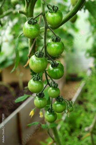 Green cherry tomatoes growing in a greenhouse