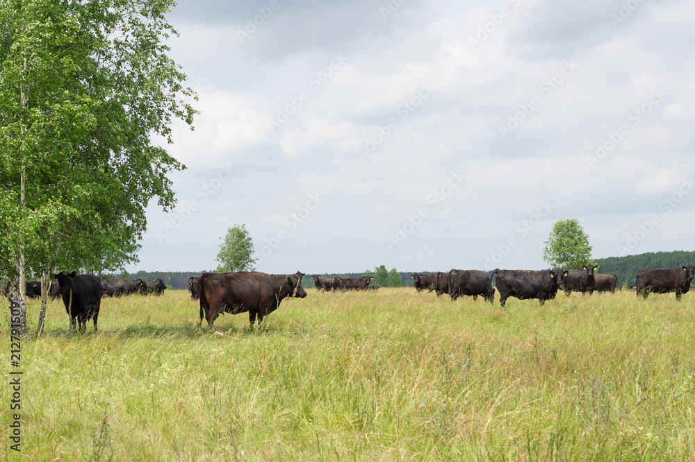 Black bulls in the field