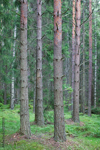Fototapeta Naklejka Na Ścianę i Meble -  Tree trunks in forest in Finland
