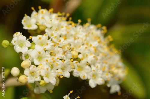 Viburnum tinus (Lauristinus viburnum) photo