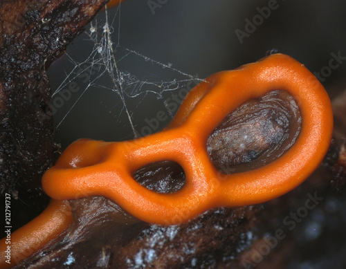 Orange glazy plasmodiocarp fruit bodies of a slime mold, or myxomycete, Hemitrichia serpula. Slime moulds are special organisms that gather from microscopic unicellular amoebae. High magnification