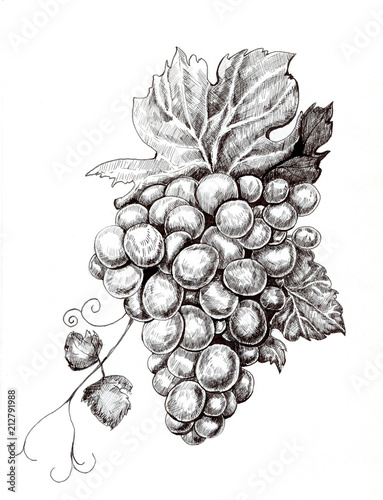 Fotografie, Tablou Graphic ink illustration bunch of grapes