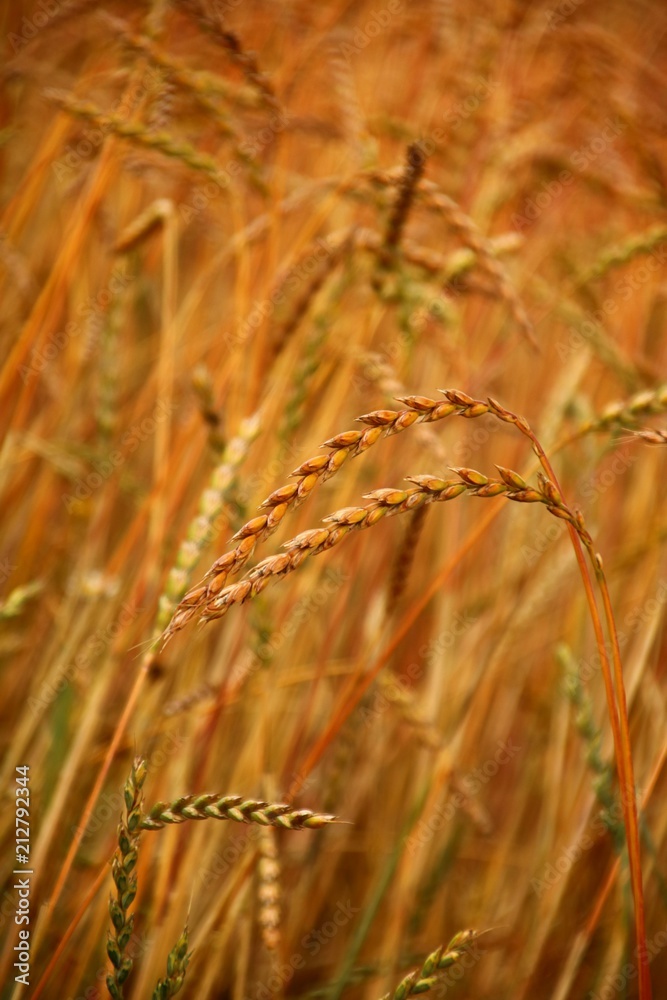 Fototapeta premium dinkelfeld