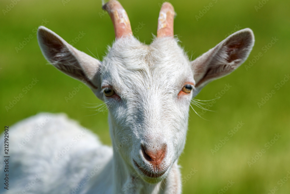 Fototapeta premium Portrait of a young goat on a chain on the field