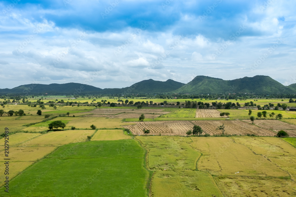 Rice field and moutains in bird eye view landscape image.