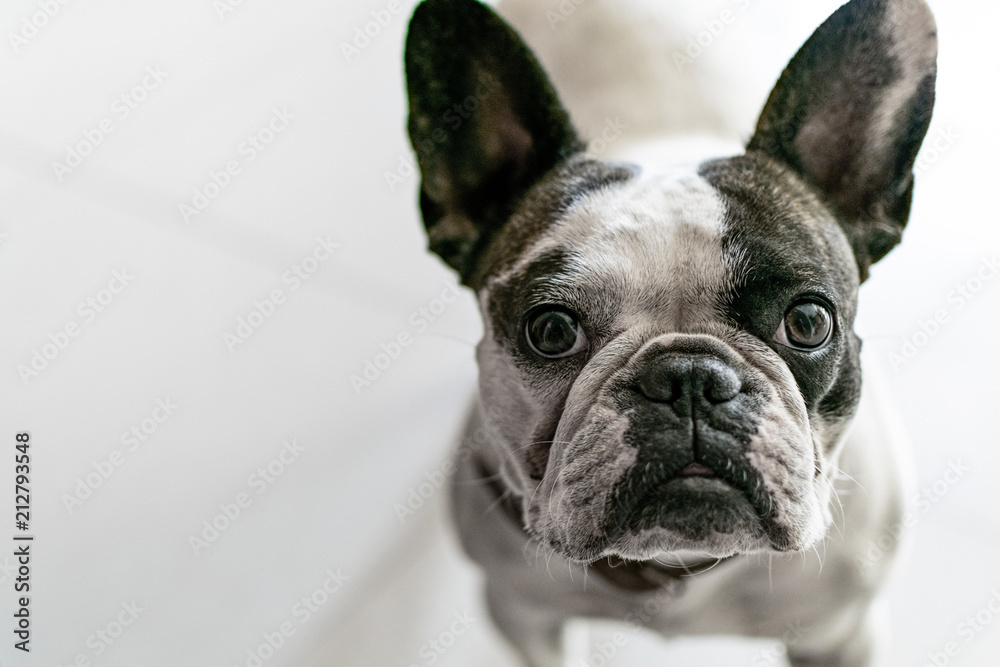 french bulldog is looking