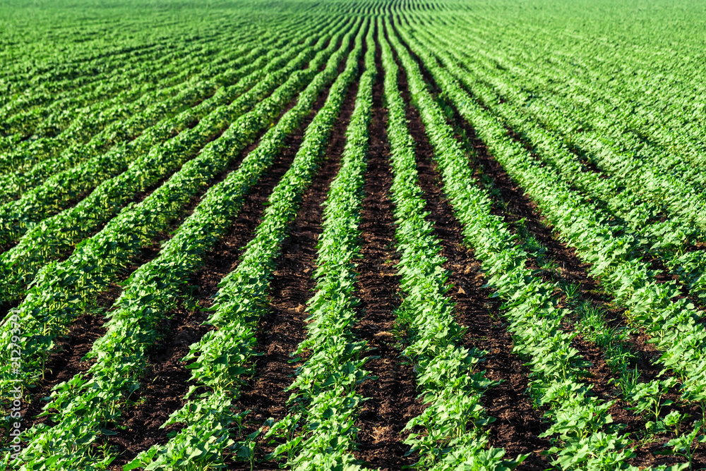 Field with young sunflower sprouts Field with young sunflower sprouts