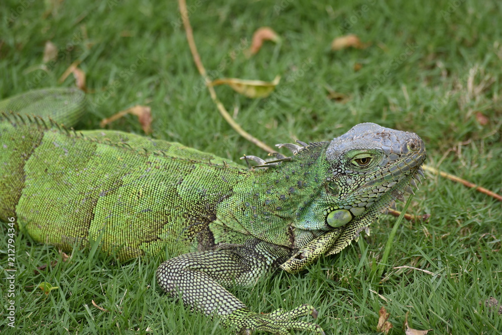 Fototapeta premium Iguana