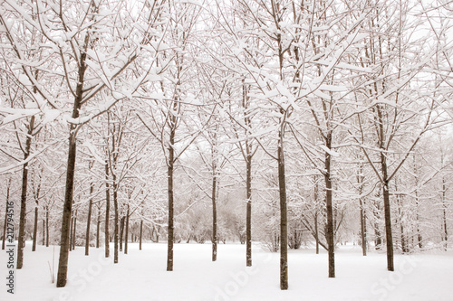 Snow covered trees in winter forest after snowfall © Delennyk