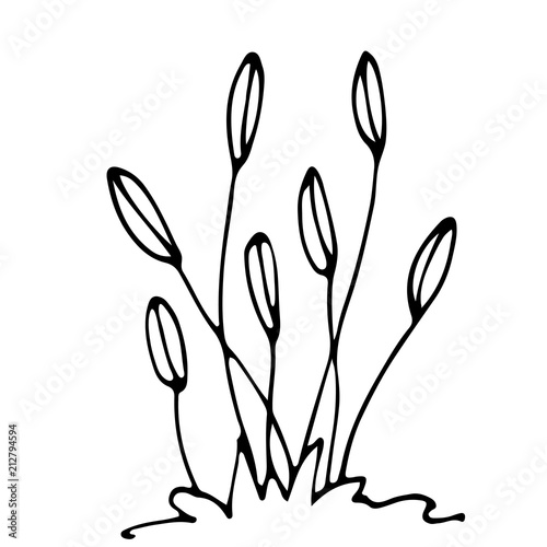 Sketch flowerbed, floral composition, free hand drawing