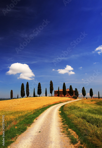 Tuscany Italy. Italian cypress trees and rural white road in spring, wheat cultivation on the side