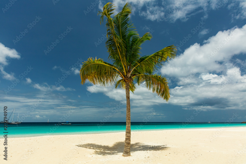 Fototapeta premium Palm tree on the white sandy beach in Barbados