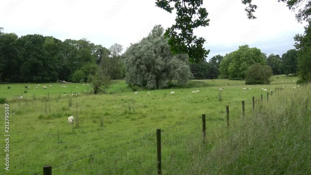 View of beautiful landscape with green pasture and sheep.