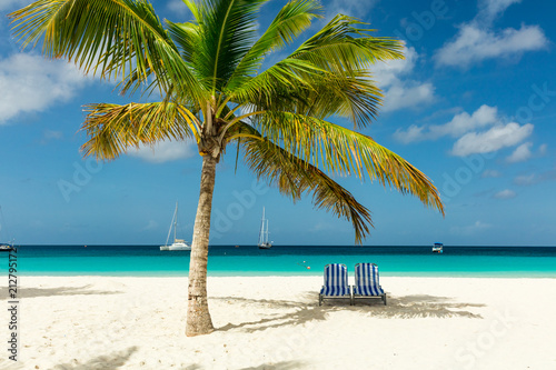 Sun beds under a palm tree on exotic Barbados beach