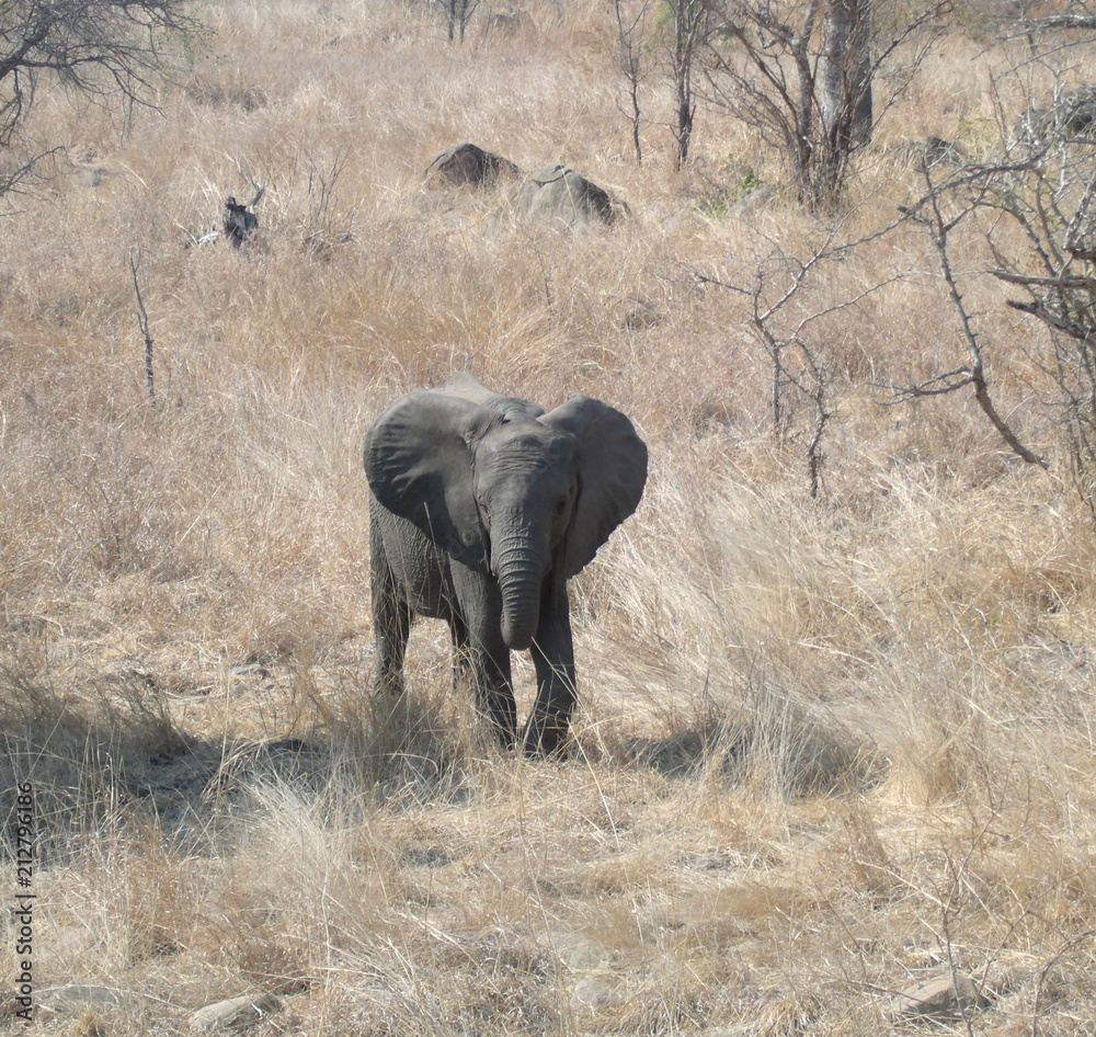 Fototapeta premium African Elephant