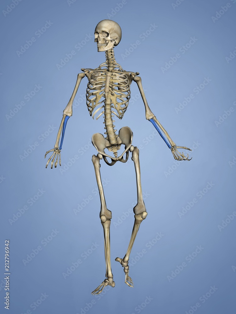 Ulna, Human Skeleton, 3D Model Ulna, Human Skeleton, 3D Model