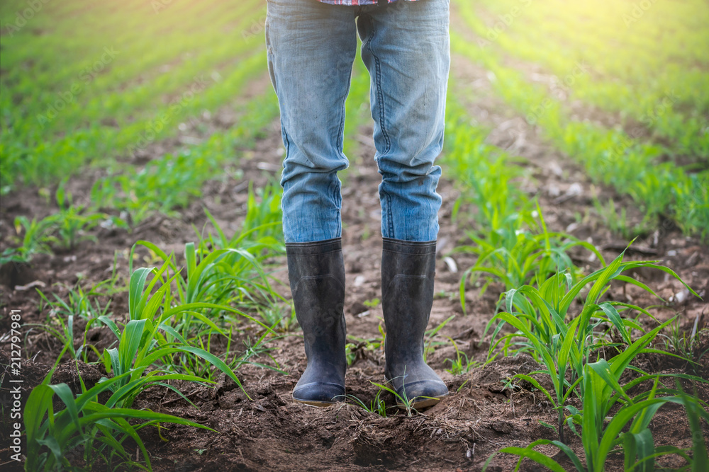 Farmer in rubber boots standing in the cornfield. Farmer in rubber boots standing in the cornfield.