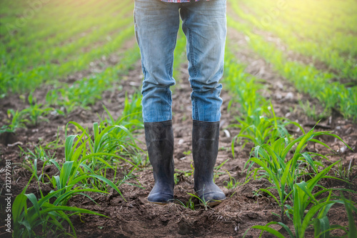 Farmer in rubber boots standing in the cornfield.