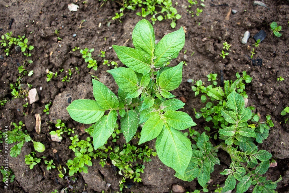 A small, just starting to grow a bush of homemade potatoes. Farmers take care of them to harvest a good harvest. In the countryside there are a lot of fields sown with potatoes. The bushes reach for t A small, just starting to grow a bush of homemade potatoes. Farmers take care of them to harvest a good harvest. In the countryside there are a lot of fields sown with potatoes. The bushes reach for t