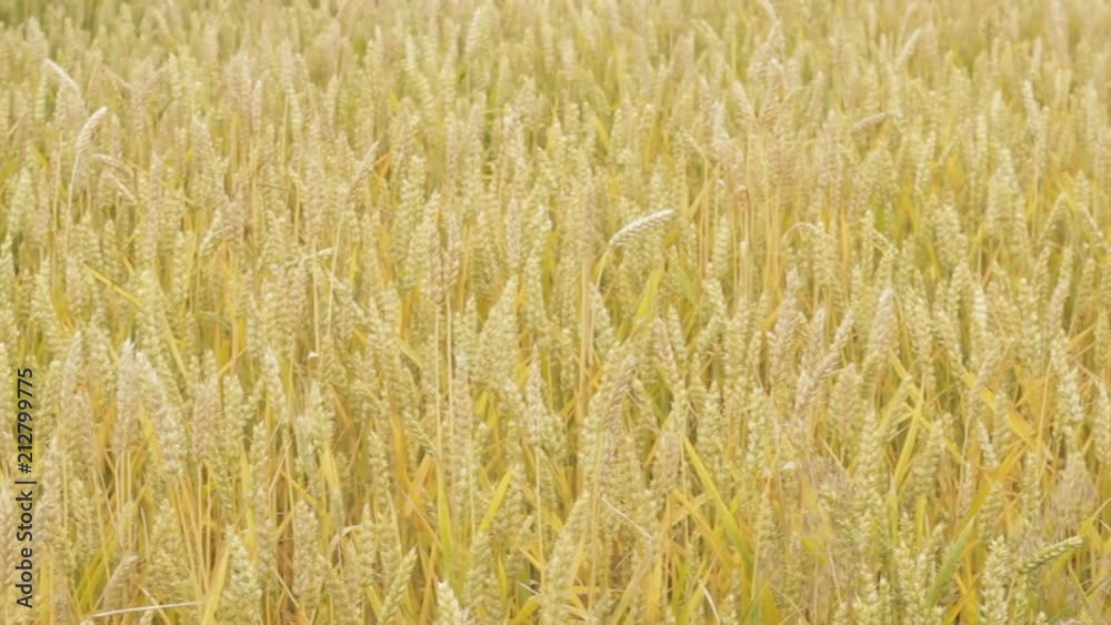 waves of wheat field. strokes, ears of grain crop growing and maturing, business waves of wheat field. strokes, ears of grain crop growing and maturing, business