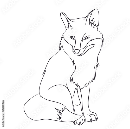 fox  sitting, lines, vector