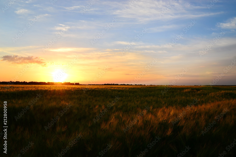 beautiful sunset on the wheat field