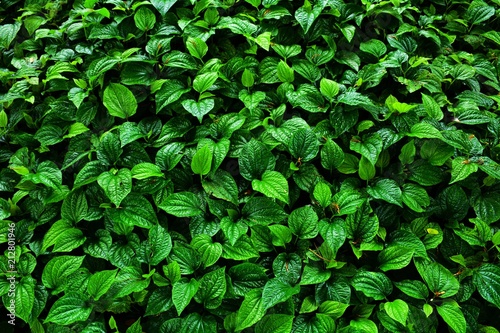 Wallpaper Mural beautiful green betel leaves texture background Torontodigital.ca