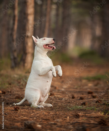 white dog breed bull Terrier does tricks on its hind legs