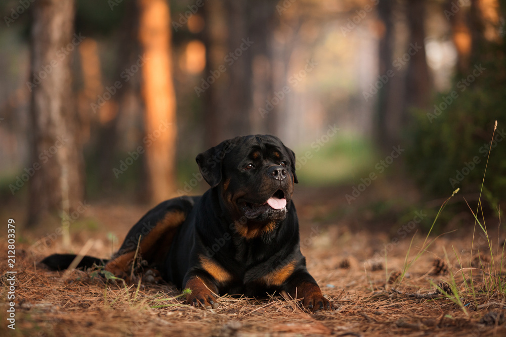 dog of the Rottweiler breed on a walk