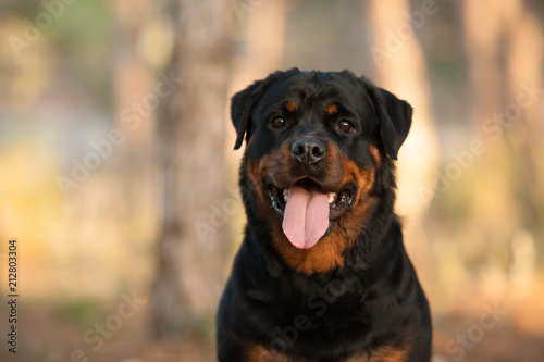 dog of the Rottweiler breed on a walk