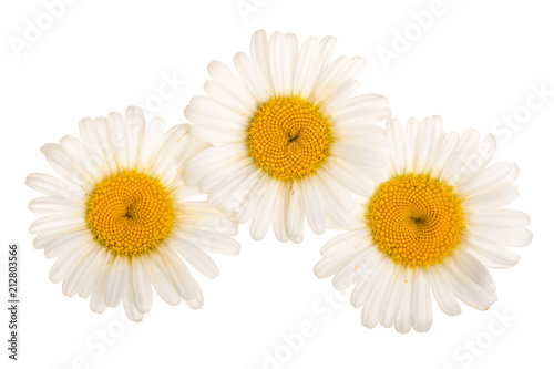 Three chamomile or daisies isolated on white background. Top view. Flat lay