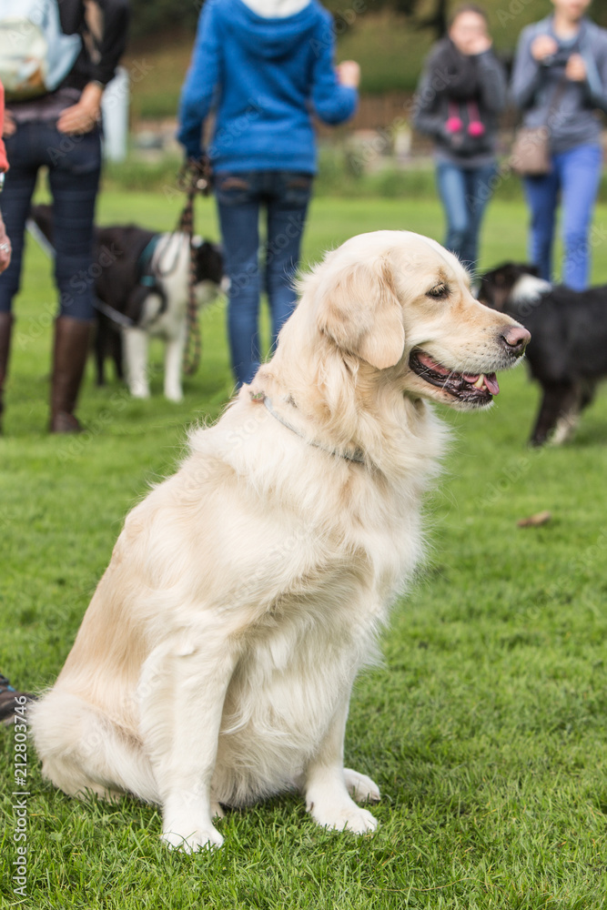 portrait of a golden retrievers dog from belgium portrait of a golden retrievers dog from belgium