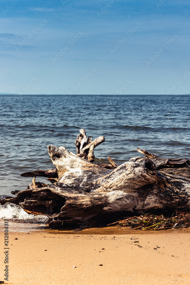powalone drzewo na plaży