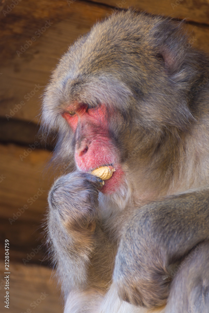 Native Japanese macaque Macaca fuscata with brown-grey fur, red face, and short tail; known as the snow monkey, seen in the Iwatayama monkey park located on the Arashiyama mountain near Kyoto, Japan