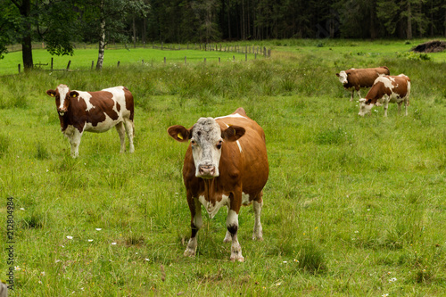 Cows grazing and staring at photographer in nature reserve Austrian Alps