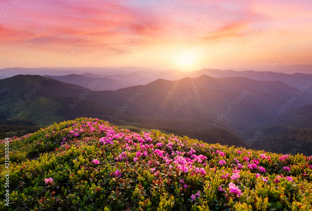 Fototapeta premium Mountains during flowers blossom and sunrise. Beautiful natural landscape at the summer time