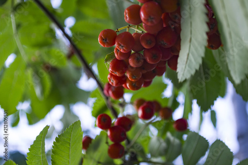 The clusters of berry on a rowan tree. Close up. Rowan berry, macro shot.