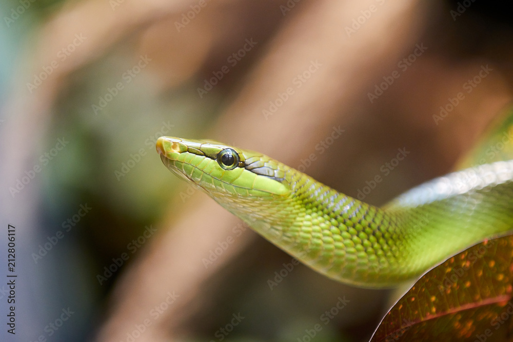 Obraz premium Green snake looking up