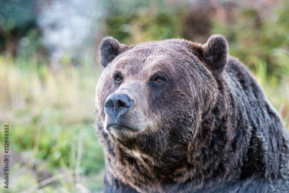 Grizzly bear looking forward