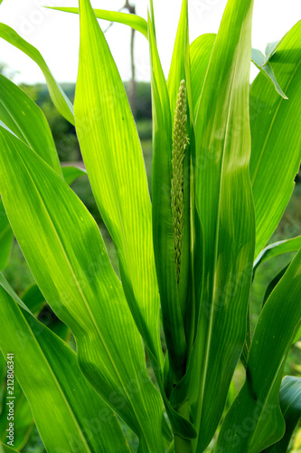 grass  green  nature  plant  spring  leaf  macro  leaves  summer  fresh  growth  abstract  field  natural  garden  lawn  closeup  close-up  freshness  isolated  grow  meadow  light  foliage  plants