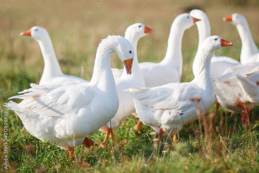 Lots of nice white gooses grazing on the meadow at noon, and looking for food Lots of nice white gooses grazing on the meadow at noon, and looking for food