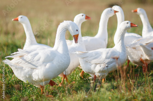 Lots of nice white gooses grazing on the meadow at noon, and looking for food