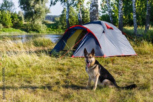 Guard dog sits in front of a tent.