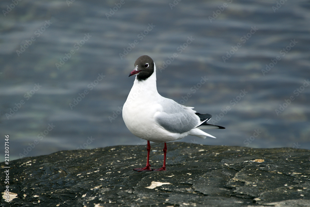 Fototapeta premium Чайка