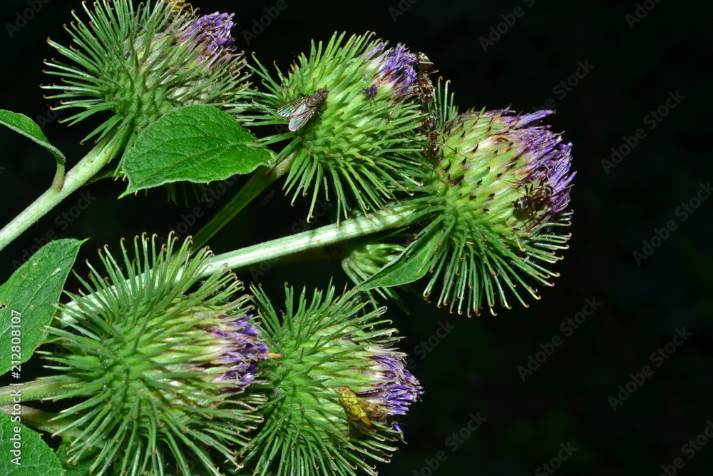 flower, flies, insects on flowers, fly, nature, green, thistle, purple, spines, thorns, thorny flowers, bud, burgeon, sunflower, nature, plant, green, spring, garden, macro, daisy, design, textured, flower, flies, insects on flowers, fly, nature, green, thistle, purple, spines, thorns, thorny flowers, bud, burgeon, sunflower, nature, plant, green, spring, garden, macro, daisy, design, textured,