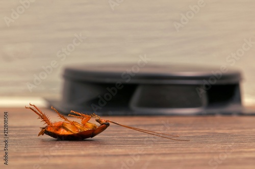 Dead cockroach by bait trap baseboard pest control poison concept.