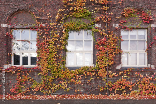 Кирпичная стена с окнами и вертикальным озеленением. Виноград и плющ - ампельные растения.