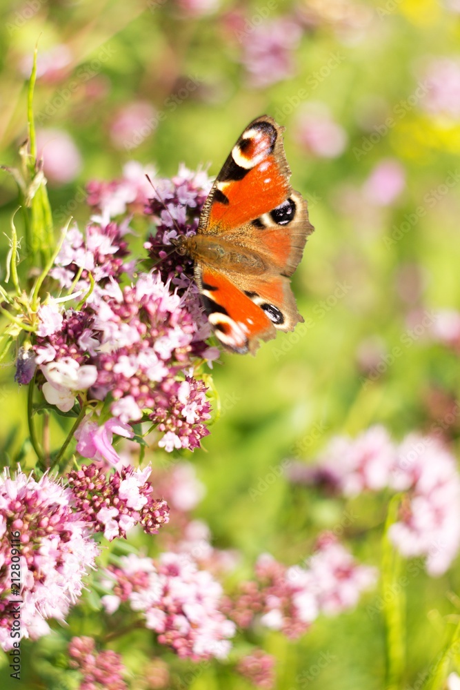 A brown white color butterfly sitting on a flower