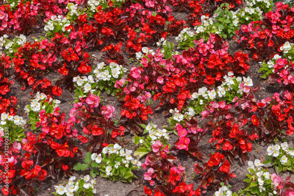 Fragment of flower beds with red and white flowers of Begonia