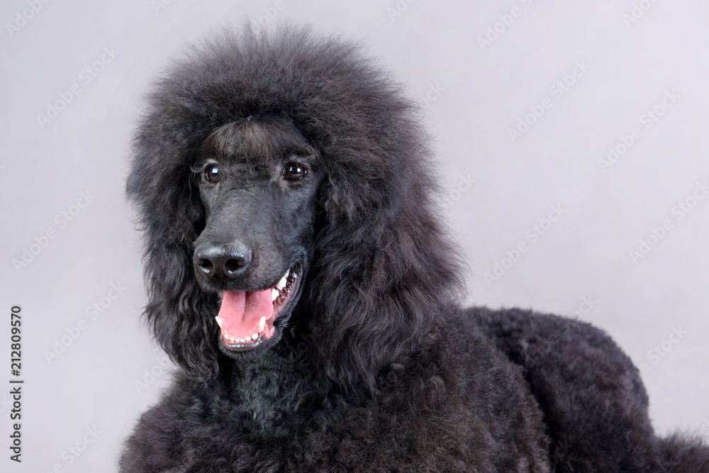 black poodle black poodle